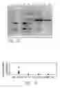 Fig. 09 - Recombinant alpha-L-iduronidase, methods for producing and purifying the same and methods for treating diseases caused by deficiencies thereof