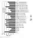Fig. 41 - Compositions and methods for the treatment of burns and sepsis