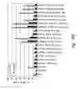 Fig. 42 - Compositions and methods for the treatment of burns and sepsis