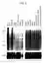 Fig. 03 - RelA-ASSOCIATED INHIBITOR, PROCESS FOR PRODUCING THE SAME AND UTILIZATION THEREOF