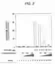 Fig. 04 - RelA-ASSOCIATED INHIBITOR, PROCESS FOR PRODUCING THE SAME AND UTILIZATION THEREOF