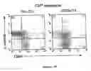 Fig. 10 - Soluble receptor BR43x2