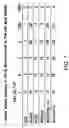 Fig. 09 - Synthetic gene encoding rhesus monkey carcinoembryonic antigen and uses thereof