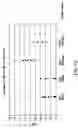 Fig. 12 - Synthetic gene encoding rhesus monkey carcinoembryonic antigen and uses thereof