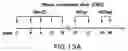 Fig. 16 - Synthetic gene encoding rhesus monkey carcinoembryonic antigen and uses thereof