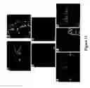 Fig. 24 - Neuronally expressed stem cell factor modulates angiogenesis and neural stem cell migration to areas of brain injury
