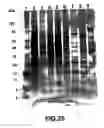 Fig. 28 - Compositions and methods for treatment of chronic and infectious diseases