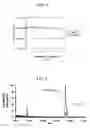 Fig. 02 - Adenoviral vector-based vaccines