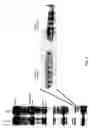 Fig. 04 - Adenoviral vector-based vaccines