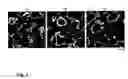 Fig. 02 - Modulation of angiogenesis by 