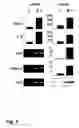 Fig. 03 - Modulation of angiogenesis by 