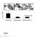 Fig. 12 - Modulation of angiogenesis by 