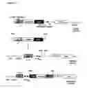 Fig. 05 - Sealing closure of bacterial ghosts by means of bioaffinity interactions