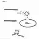 Fig. 08 - Sealing closure of bacterial ghosts by means of bioaffinity interactions