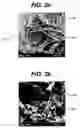 Fig. 03 - Reinforced collagen scaffold