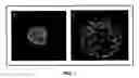 Fig. 02 - Establishment of a human embryonic stem cell line using mammalian cells