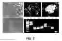 Fig. 03 - Establishment of a human embryonic stem cell line using mammalian cells