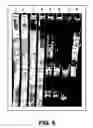 Fig. 09 - Establishment of a human embryonic stem cell line using mammalian cells