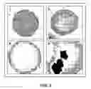 Fig. 10 - Establishment of a human embryonic stem cell line using mammalian cells