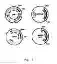 Fig. 02 - Viral vectors with improved properties