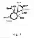Fig. 06 - Viral vectors with improved properties