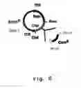 Fig. 07 - Viral vectors with improved properties