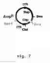 Fig. 08 - Viral vectors with improved properties