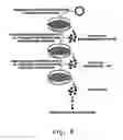 Fig. 09 - Viral vectors with improved properties