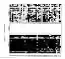 Fig. 14 - Methods and nucleic acids for the analyses of cellular proliferative disorders