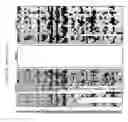 Fig. 19 - Methods and nucleic acids for the analyses of cellular proliferative disorders