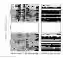 Fig. 21 - Methods and nucleic acids for the analyses of cellular proliferative disorders