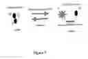 Fig. 08 - Heteroconfigurational Polynucleotides and Methods of Use