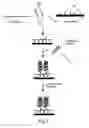 Fig. 02 - Multiplex branched-chain DNA assays