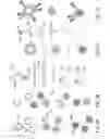 Fig. 03 - Multiplex branched-chain DNA assays