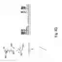 Fig. 07 - Multiplex branched-chain DNA assays