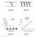 Fig. 09 - Multiplex branched-chain DNA assays