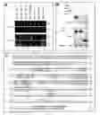 Fig. 01 - Compositions and methods for the regulation of cell proliferation and apoptosis