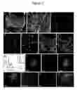 Fig. 03 - Compositions and methods for the regulation of cell proliferation and apoptosis