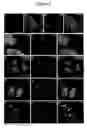 Fig. 04 - Compositions and methods for the regulation of cell proliferation and apoptosis