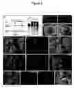Fig. 05 - Compositions and methods for the regulation of cell proliferation and apoptosis
