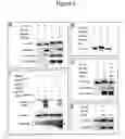 Fig. 07 - Compositions and methods for the regulation of cell proliferation and apoptosis