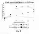 Fig. 04 - Methods and compositions for expressing negative-sense viral RNA in canine cells