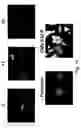 Fig. 15 - Methods and compositions for expressing negative-sense viral RNA in canine cells