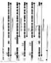 Fig. 06 - Methods and compositions for the detection of cervical disease