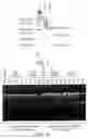 Fig. 04 - Isolated CEL II endonuclease