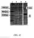 Fig. 13 - Open channel solid phase extraction systems and methods