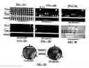 Fig. 04 - High throughput one-hybrid system
