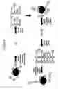 Fig. 07 - Combinatorial libraries of monomer domains