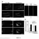 Fig. 04 - Calcium biosensor polypeptides and methods of use
