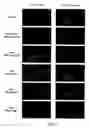 Fig. 08 - Calcium biosensor polypeptides and methods of use